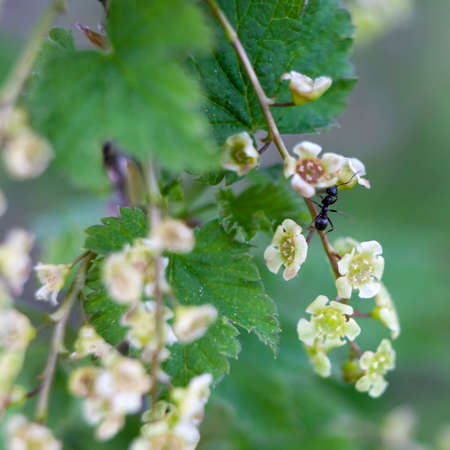 the Ribes rubrum. Redcurrant jonkheer van tets flowersの写真素材