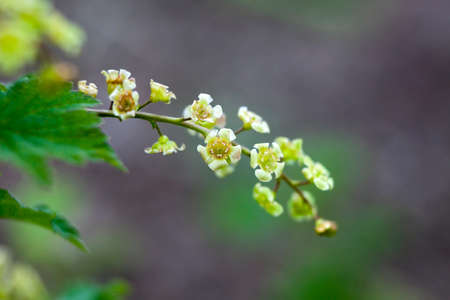 the Ribes rubrum. Redcurrant jonkheer van tets flowersの写真素材