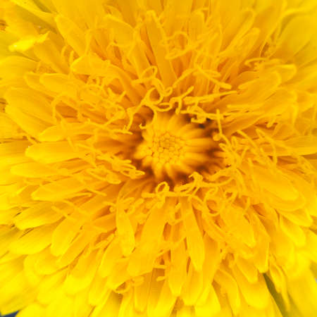Square frame of a macro of a yellow dandelion as a backdropの写真素材