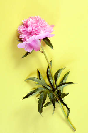 Cerise Pink Peony Flowers on the yellow paper backgroundの写真素材