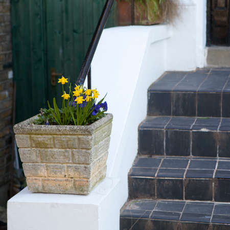 Yellow daffodils and blue primrose in a square pot as decoration of the entrance to the house near stone staircaseの写真素材