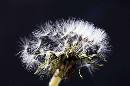 dandelion with seeds ready for dispersal isolated on black background