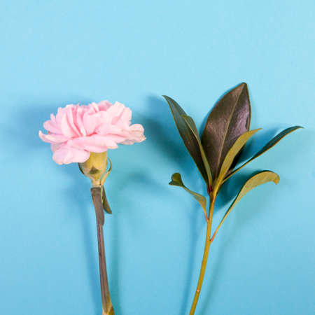 white carnation and pittosporum on a blue background with an empty space for notes. Romantic cardの写真素材