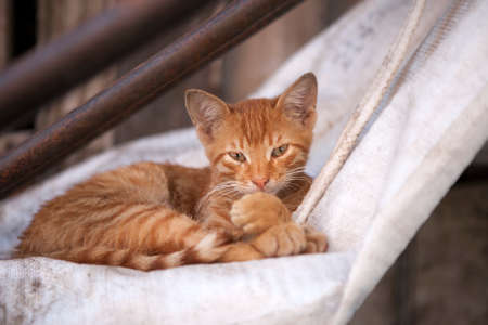 ISTANBUL TURKEY 05 July 2017 Old house in municipality of Belediye in Istanbul.のeditorial素材