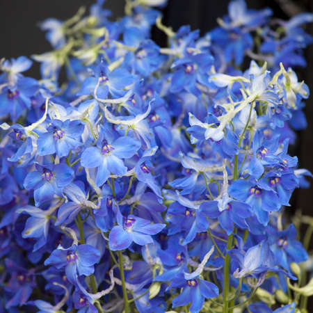 A bouquet of blue columbine for different occasionsのeditorial素材