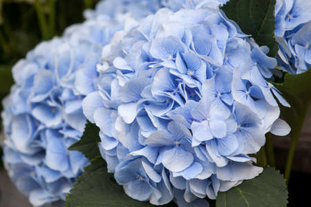 A bouquet of blue hydrangeas for different occasionsのeditorial素材