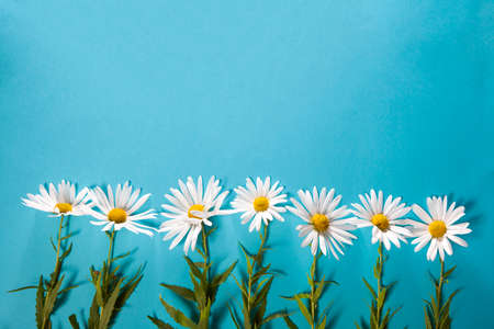 White daisy on blue background as a cardの写真素材