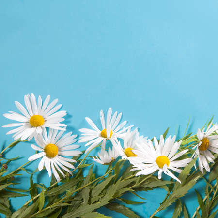 White daisy on blue background as a cardの写真素材