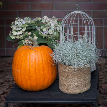 Decoration of the entrance to the house for Halloween. Pumpkins with burgundy heather and chrysanthemums.の写真素材