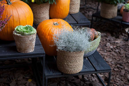 Decoration of the entrance to the house for Halloween. Pumpkins with burgundy heather and chrysanthemums.の写真素材