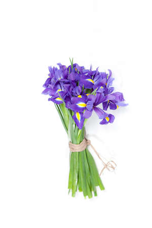Violet Irises xiphium (Bulbous iris, sibirica) on white background with space for text. Top view,...