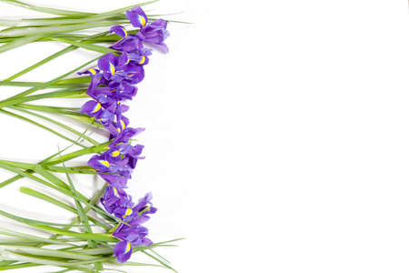 Violet Irises xiphium (Bulbous iris, sibirica) on white background with space for text. Top view,...