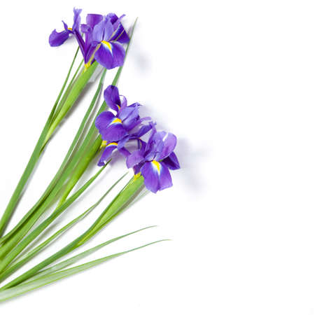 Violet Irises xiphium (Bulbous iris, sibirica) on white background with space for text. Top view,...