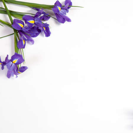 Violet Irises xiphium (Bulbous iris, sibirica) on white background with space for text. Top view,...