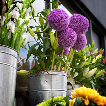 The Allium flowers in bouquet for saleの写真素材