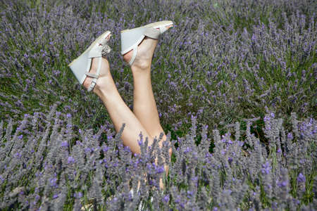 a field of lavender at Mayfield Lavender farm on the Surrey Downs. Selective focus. The legs of a girl with a beautiful manicure stick out of the bushesの写真素材