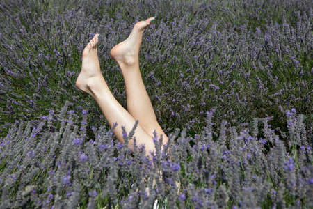 a field of lavender at Mayfield Lavender farm on the Surrey Downs. Selective focus. The legs of a girl with a beautiful manicure stick out of the bushesの写真素材