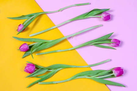 Pink tulips arranged in a row on a yellow and pink background. greeting card for Valentine's dayの写真素材