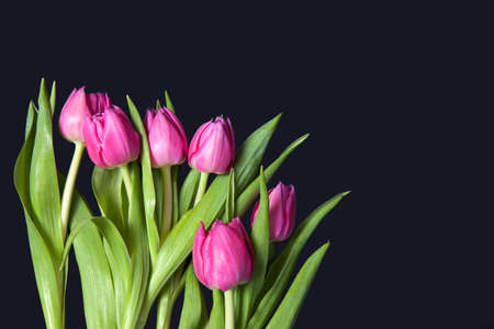 greeting card for Valentine's day. greeting card for Valentine's day. Eight pink tulips on black backgroundの写真素材