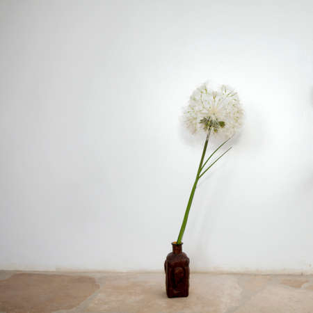 artificial big dandelion in a vase on a white wall background