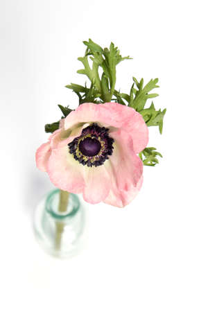 pink french anemone with black center