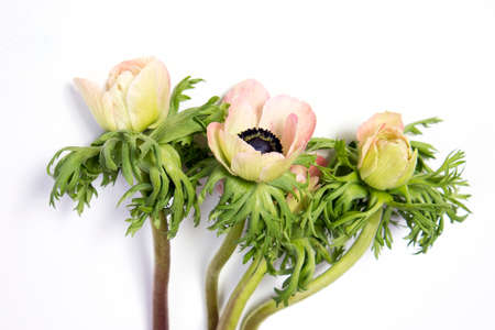 pink french anemone with black centerの写真素材