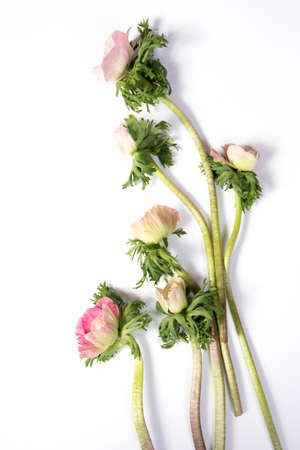 pink french anemone with black centerの写真素材