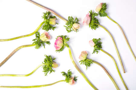 pink french anemone with black centerの写真素材