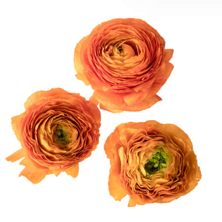 the orange buttercup on a white backround