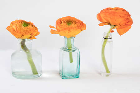 orange buttercup in a transparent green bottle isolated