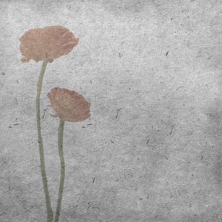 Textured old paper background with pale orange ranunculus, persian buttercupの写真素材