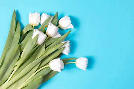 the white tulip on blue background as a cardの写真素材