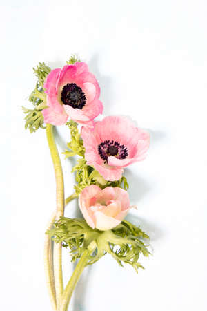 anemones on the wooden background as a conseptの写真素材