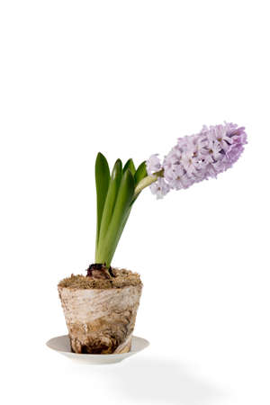Pale blue hyacinth in a blue cup as a decoration of window