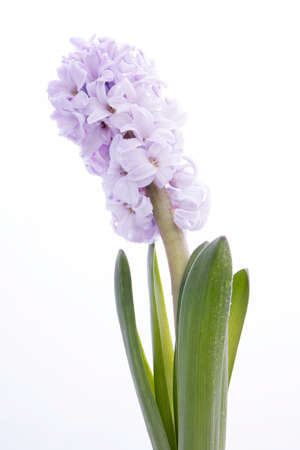 fragment of blossoming hyacinth with raindrops isolated on white backgroundの写真素材