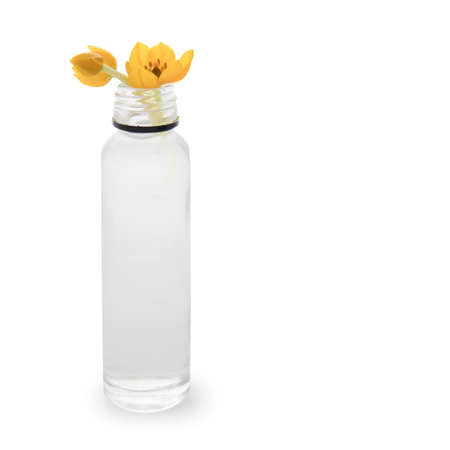 Blooming yellow Ornithogalum Dubium in a transparent bottle instead vaseの写真素材