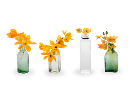 Blooming yellow Ornithogalum Dubium in a transparent bottle instead vaseの写真素材