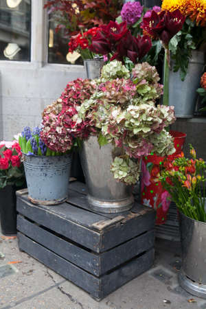 the hydrangea in a bucket for saleの写真素材