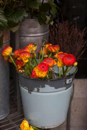 Ranunculus - persian buttercups in pail for saleの写真素材