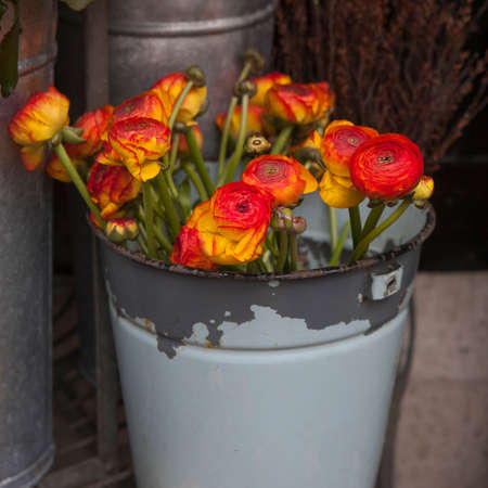 Ranunculus - persian buttercups in pail for saleの写真素材