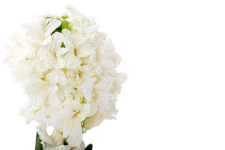 Flowers composition with white hyacinths. Spring flowers on white background. Easter concept.の写真素材