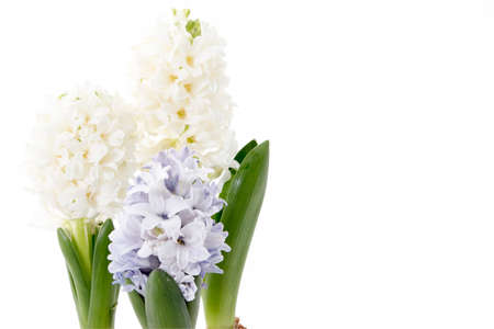 Flowers composition with lilac and white hyacinths. Spring flowers on white background. Easter concept.の写真素材