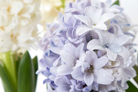 Flowers composition with lilac and white hyacinths. Spring flowers on white background. Easter concept.の写真素材