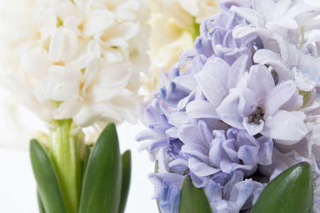 Flowers composition with lilac and white hyacinths. Spring flowers on white background. Easter concept.の写真素材