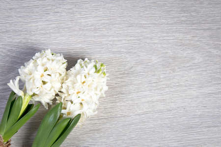 Flowers composition with white hyacinths. Spring flowers on white background. Easter concept.の写真素材