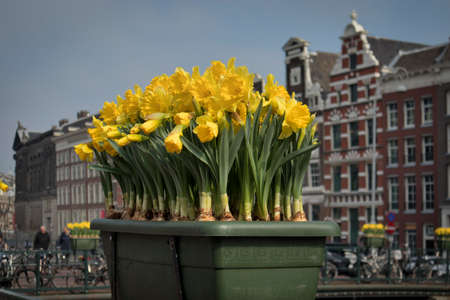 Spring Festival of Flowers in Amsterdam. Daffodils in a tub opposite the building on the bridge on the canalの写真素材