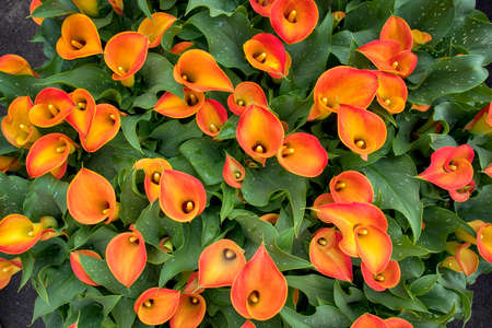 orange Calla flower colored garden field cultivationの写真素材