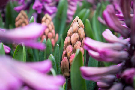 the Blue and white hyacinths on the lawn in the botanical garden