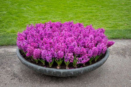 Violet hyacinths in a giant stone vase on the path in the botanical garden