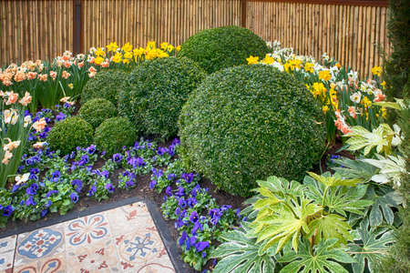 Round bowls of boxwood as an example of landscape design in the botanical garden of Keukenhof in the springの写真素材